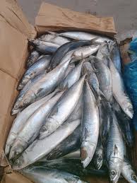 سمك مكريل (6/4) 10 ك 