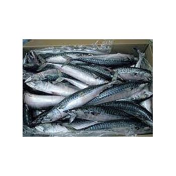 سمك مكريل (2/4) 10 ك 